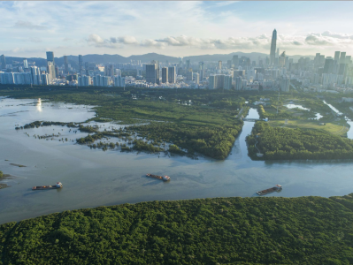 红树林基金会（MCF）将赴迪拜讲述深圳生态故事