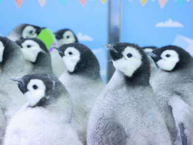萌趣企鹅助阵珠海横琴长隆企鹅狂欢节