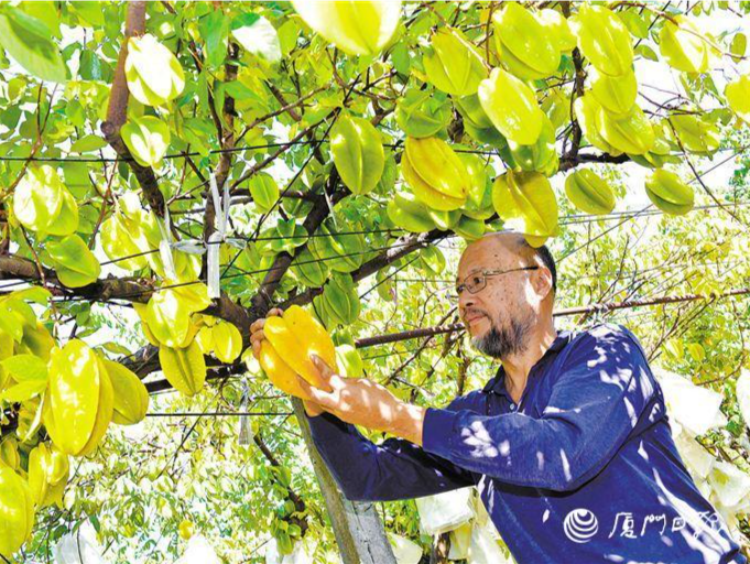 深读 | 在厦台农二代 种出花样丰收