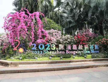 花香书香咖啡香，2023深圳簕杜鹃花展等你来邂逅