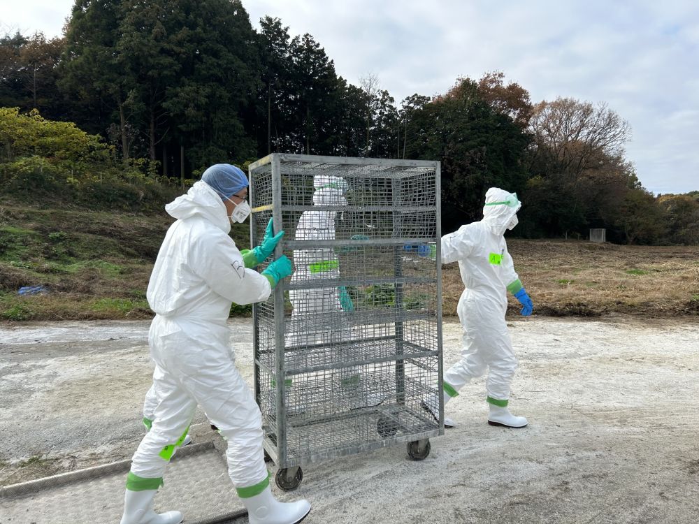 日本确认今年秋冬以来第二起禽流感疫情