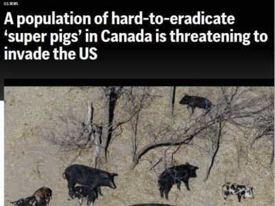 “超级猪”入侵美国！这是什么新品种？