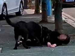 湖南一女子遭黑狗撕咬，警方通报：伤人犬只被控制，主人已被传唤