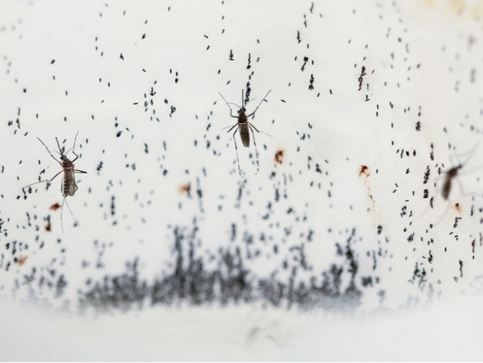 “武装”的蚊子、拯救地球......2024年这些科学事件值得关注！