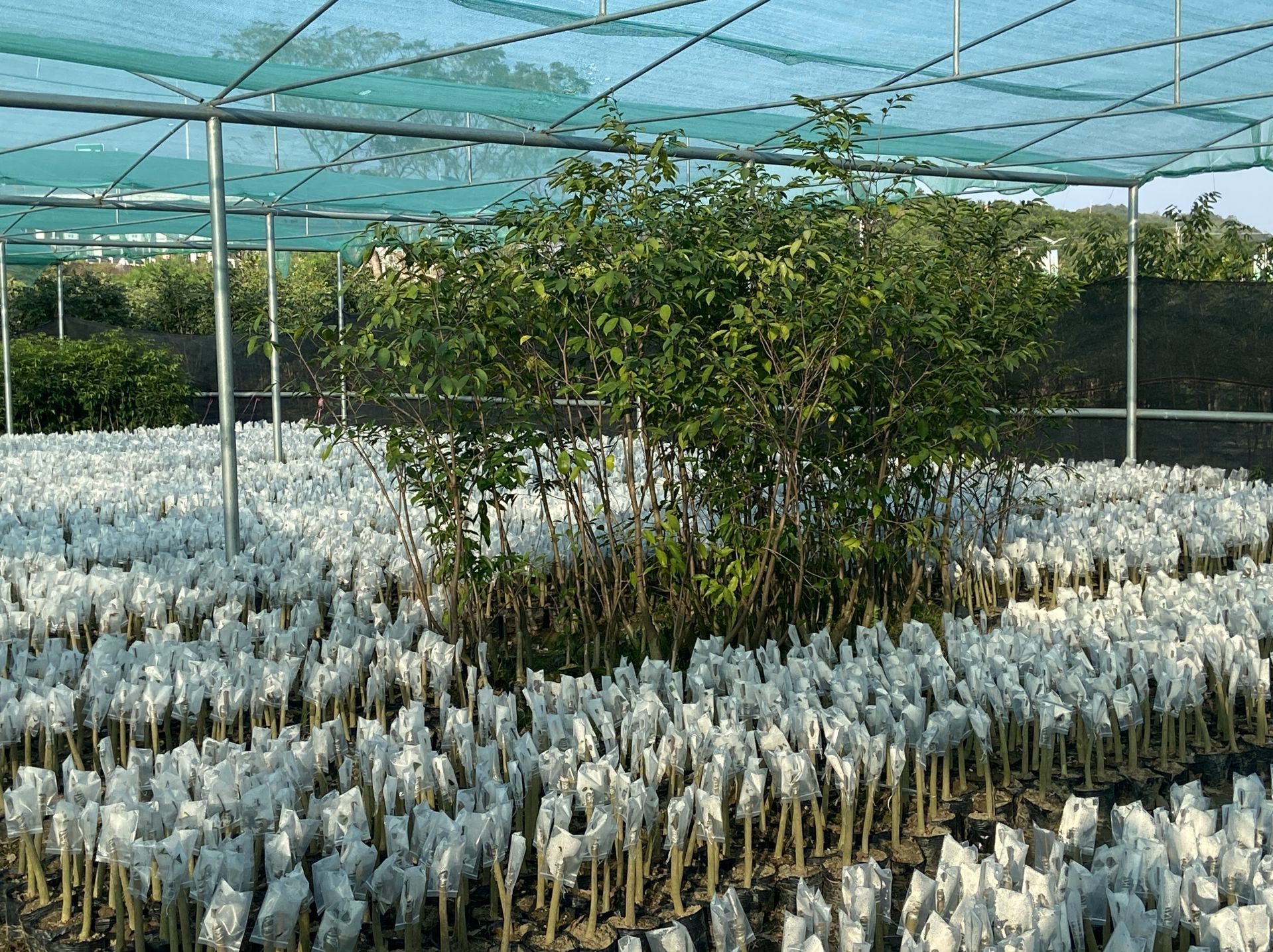 改革开放45周年广东调研行｜广东茂名：不揭一番“旧伤疤”，怎得沉香好芬芳？
