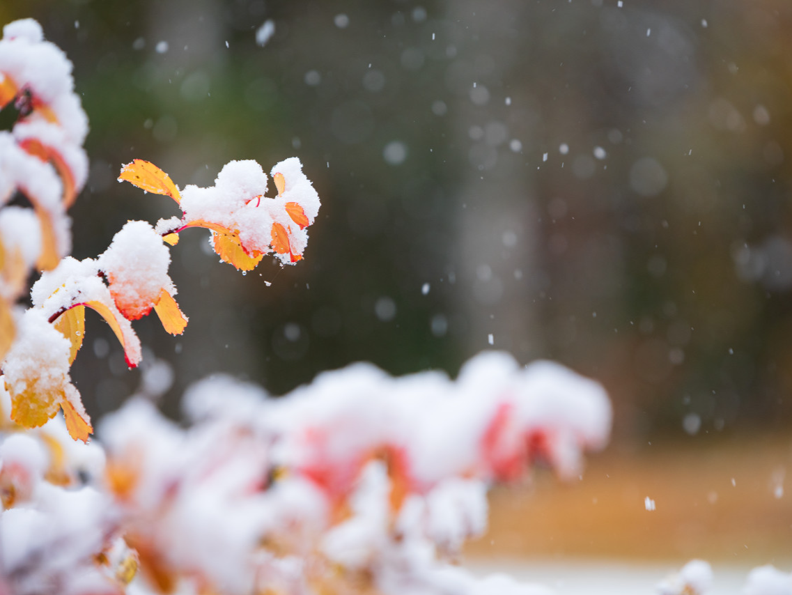 冷空气“N连击”来袭！江南雪景上热搜