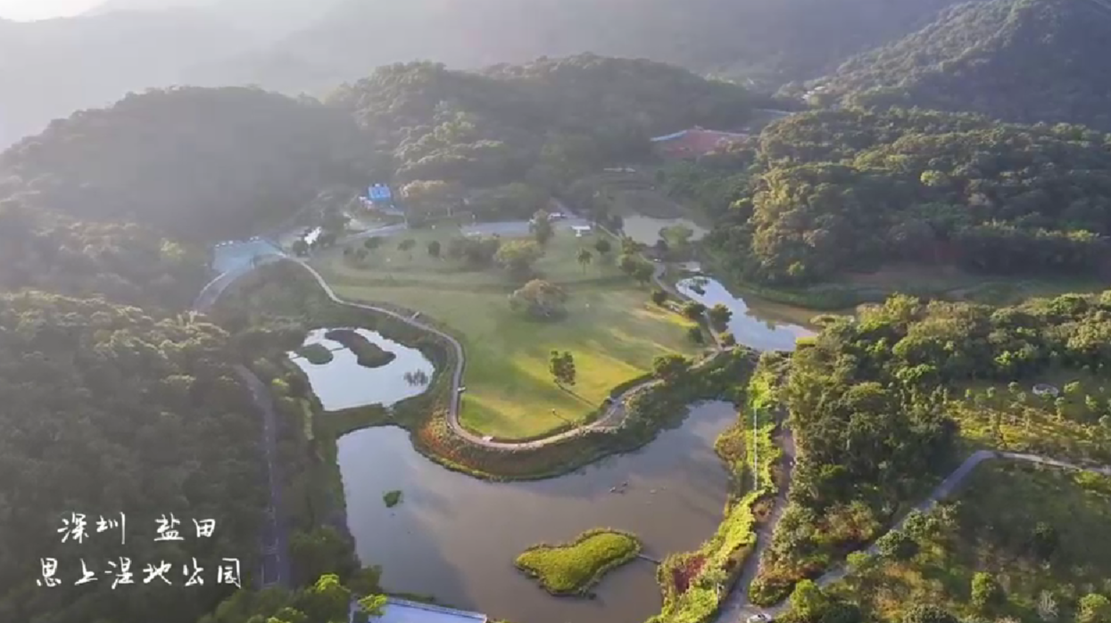 深圳盐田：恩上湿地公园满眼皆绿，处处是景