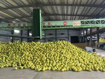产地产销对接，广东梅州金柚“出山入海香飘全球”
