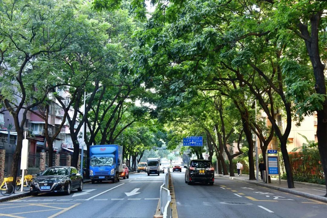 一起Citywalk，走进南山林荫道