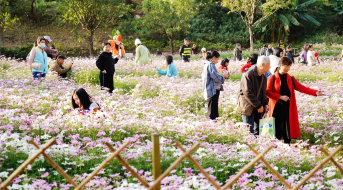 菊荟万象，悠然南山 南山西丽生态公园2000平方米菊花展吸引市民游客打卡