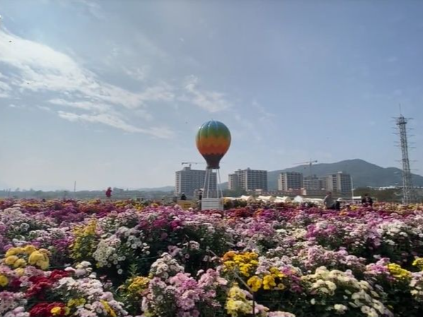 晶视频｜坐标深圳大鹏！ 24万株菊花等你来赏