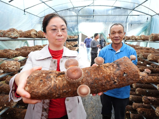 一朵小菌菇释放乡村振兴大“蘑”力