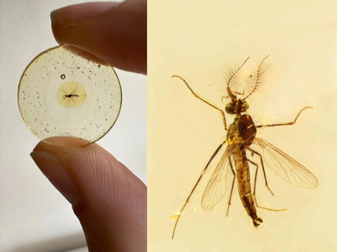 放大镜｜1.3亿年前，最古老的雄蚊子也不是吃“素”的！