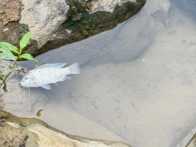龙岗河出现死鱼，区水务局：不存在水质污染，具体原因仍在调查