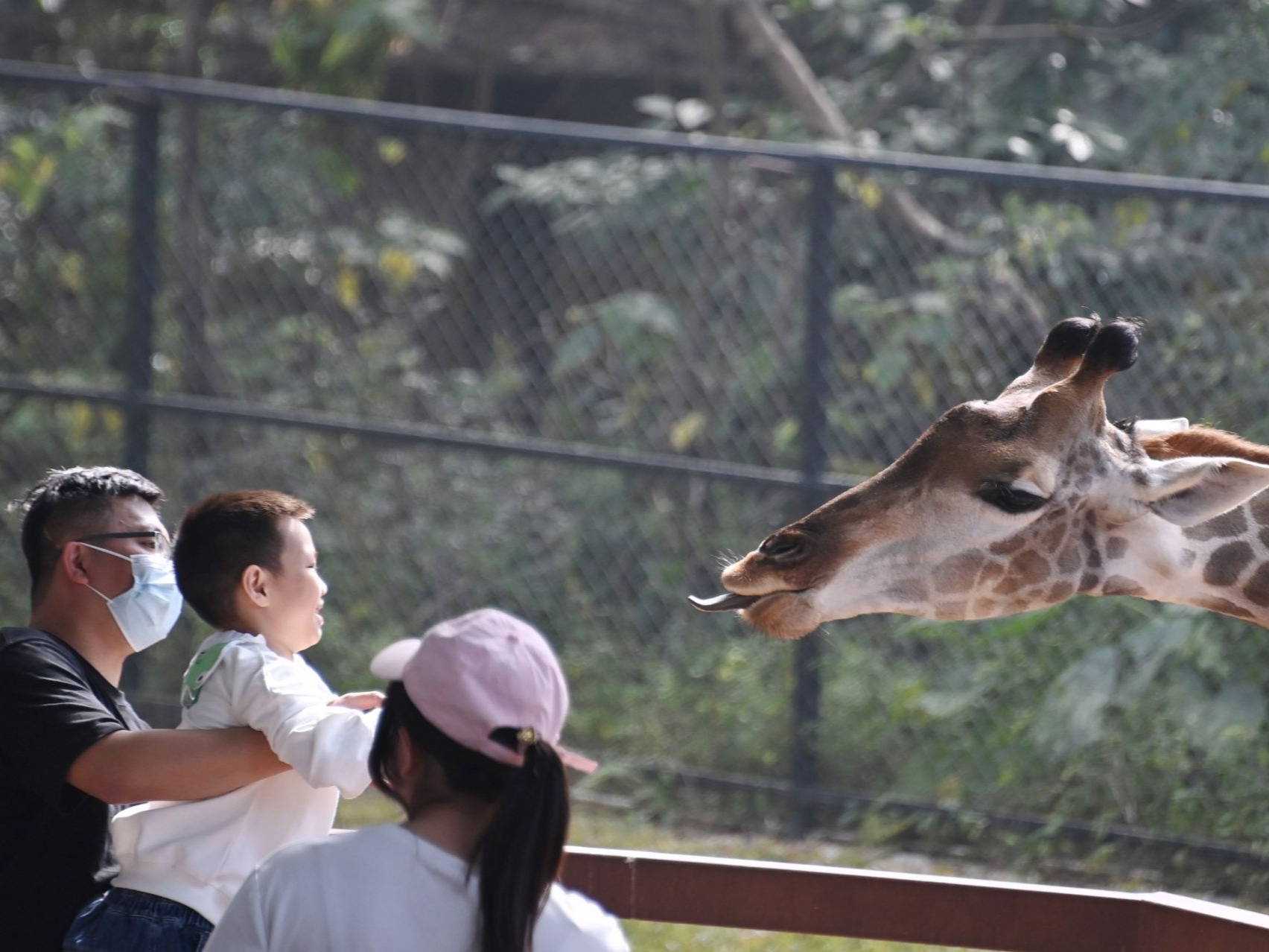 深圳野生动物园元旦假期欢乐满园