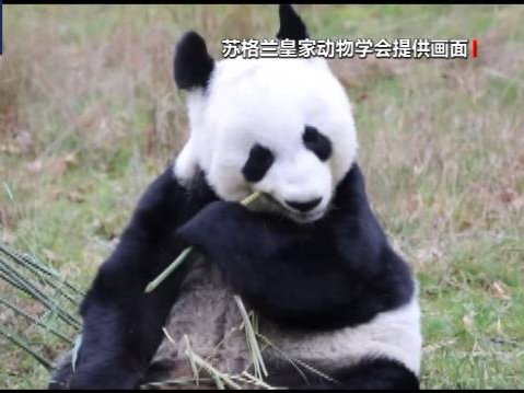 旅英大熊猫“阳光”和“甜甜”安全抵达成都