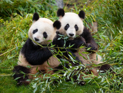 旅德大熊猫双胞胎“梦想”和“梦圆”将于17日启程回国