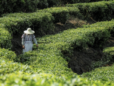 喜茶联合深圳市标准院开展新茶饮高标准茶叶应用研究