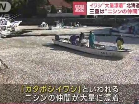 日本海岸出现大量死鱼，渔船寸步难行