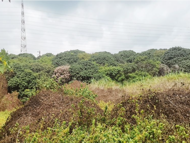 ​防治面积超5854亩！2023年宝安区薇甘菊防治工作成效显著