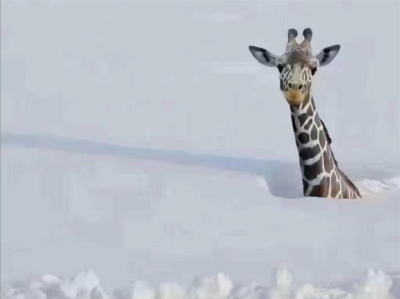 烟台暴雪后动物园只剩长颈鹿露个头？园方澄清：它早已躲进暖气房