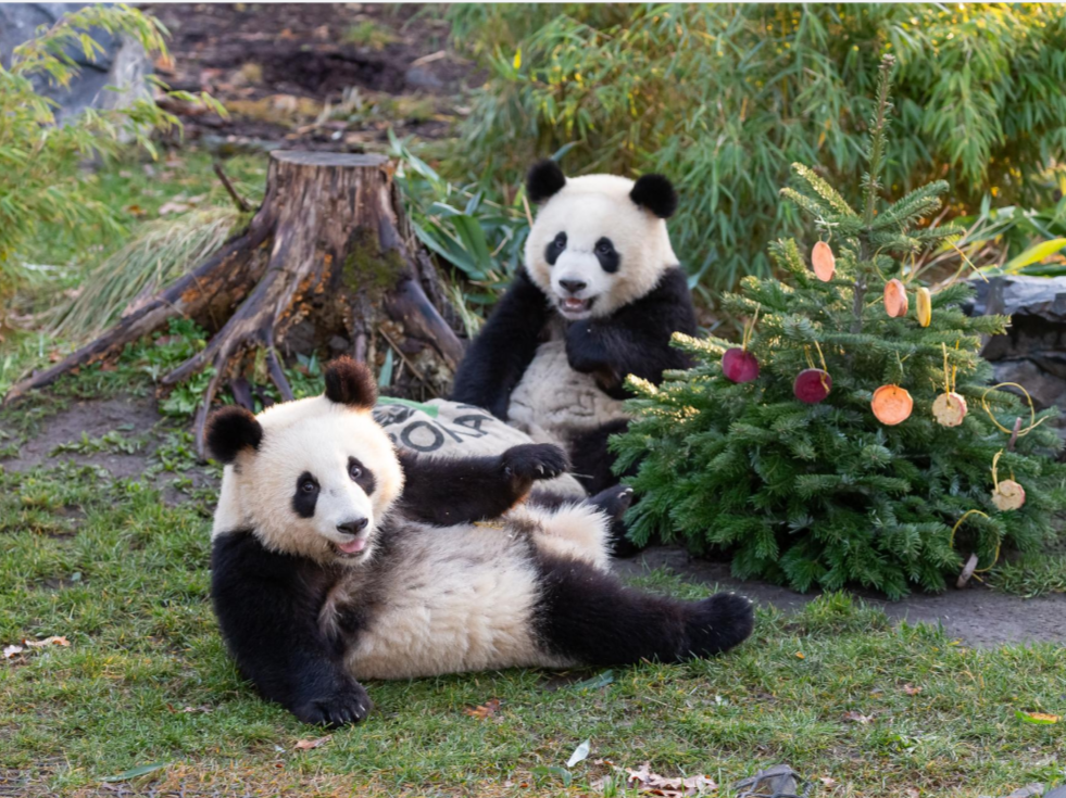 在德国出生的大熊猫双胞胎“梦想”和“梦圆”启程回国