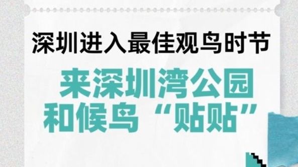 想在深圳湾公园和候鸟“贴贴”？观鸟指南来了！