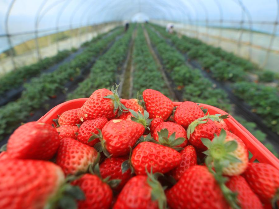 有品种几乎“腰斩”！草莓大降价，每斤比去年便宜两成