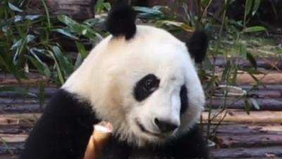 茶话会 | 和叶“弟弟”变“妹妹”，网友懵了！大熊猫性别为什么很难认？ 