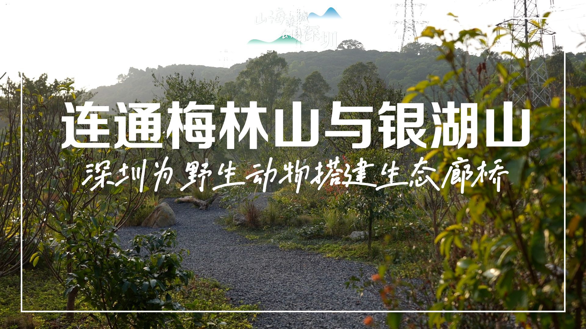 鲲鹏径1号桥为野生动物搭建生态通道