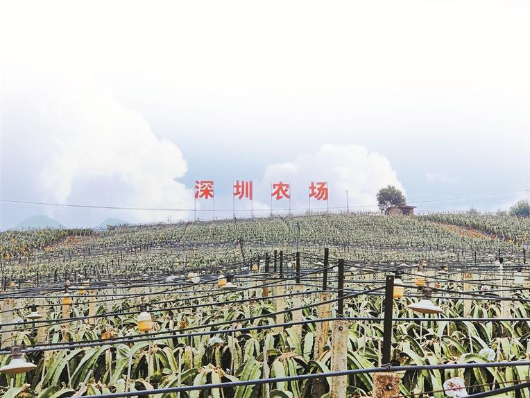 回顾2023 | 10个数字读懂深圳乡村振兴和协作交流这一年