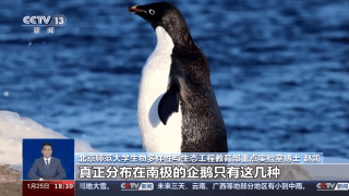南极到底有多少种企鹅？答案可能出乎你意料