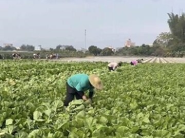 惠东梁化全力打造沿河流域现代农业走廊