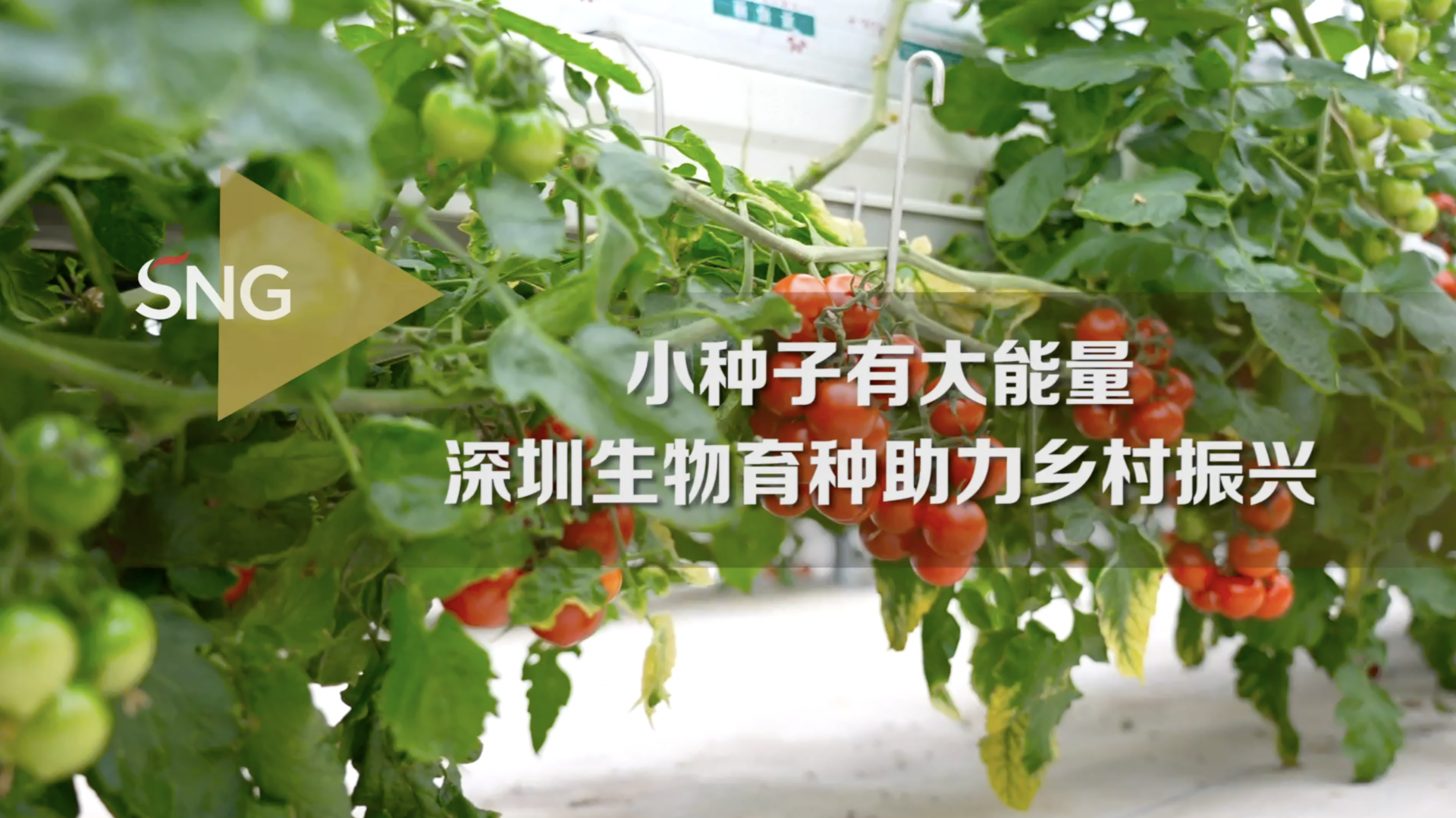 小种子有大能量 深圳生物育种助力乡村振兴