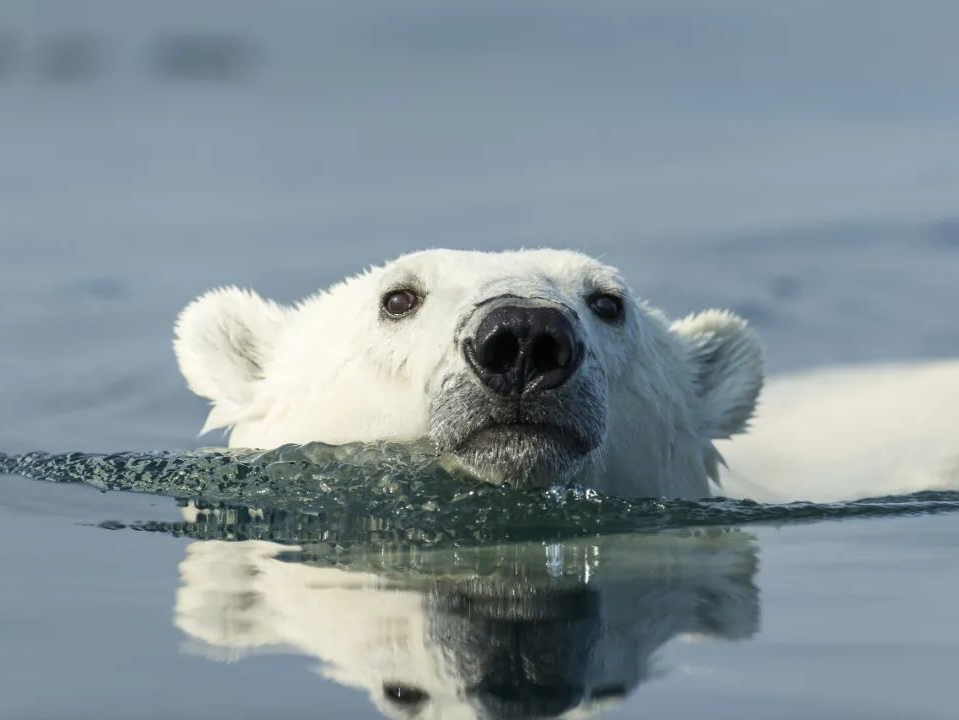 美国阿拉斯加州首次报告北极熊死于禽流感