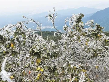 深圳最低气温跌破冰点！梧桐山冻出雨凇，满眼玉树琼枝