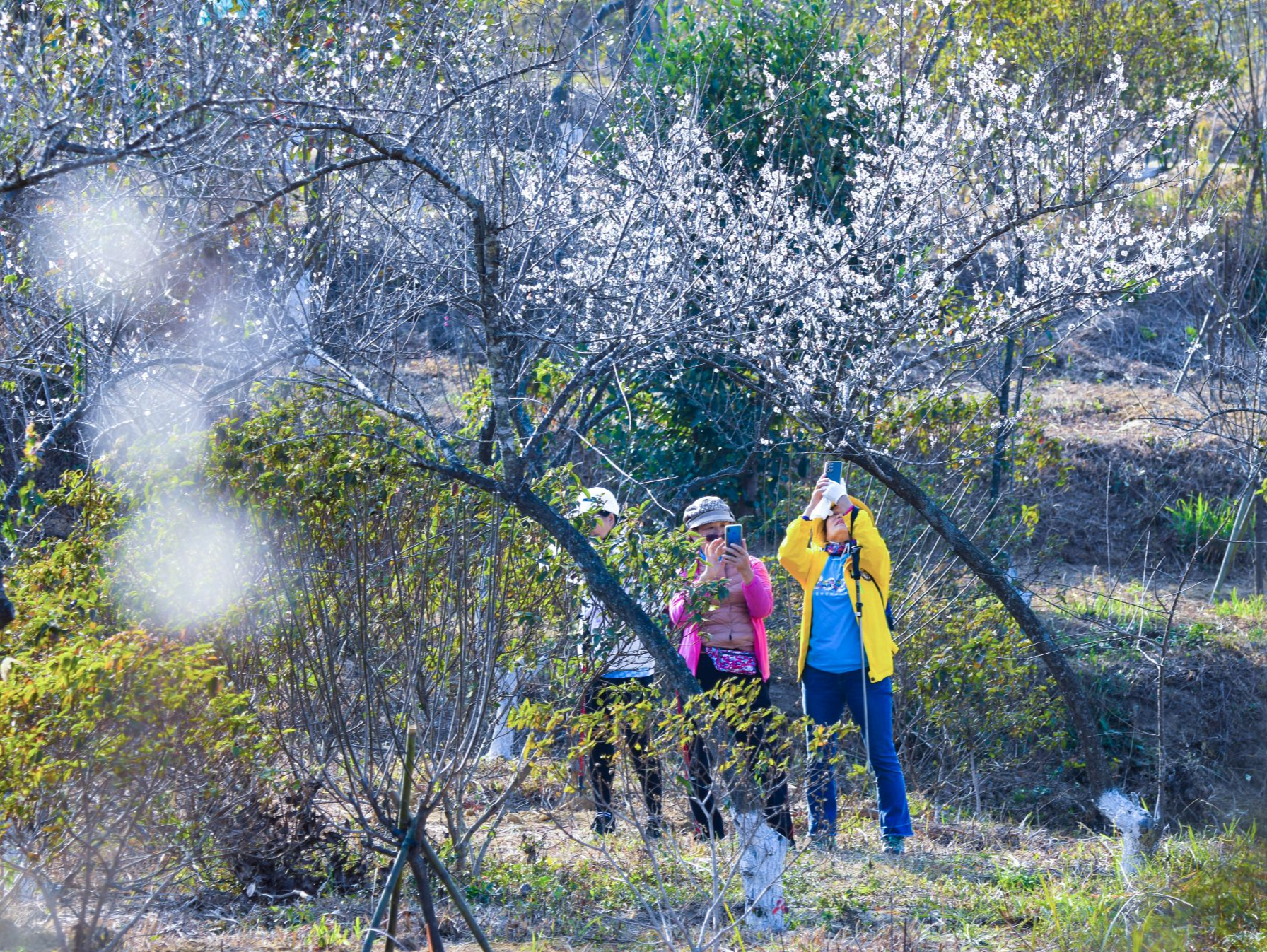 深圳城管开展新年首次城市绿化树木公益种植活动