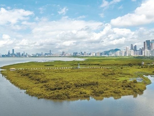 福田红树林成深圳首个省级林长绿美园