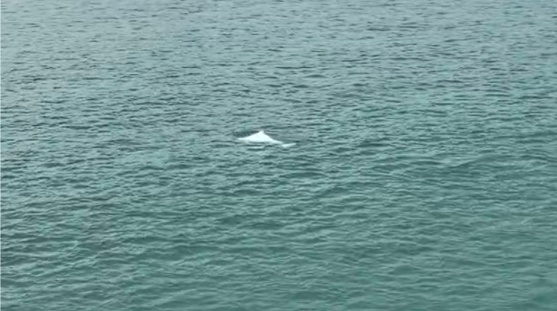 海豚又来深圳了！一条白海豚在盐田海域畅游