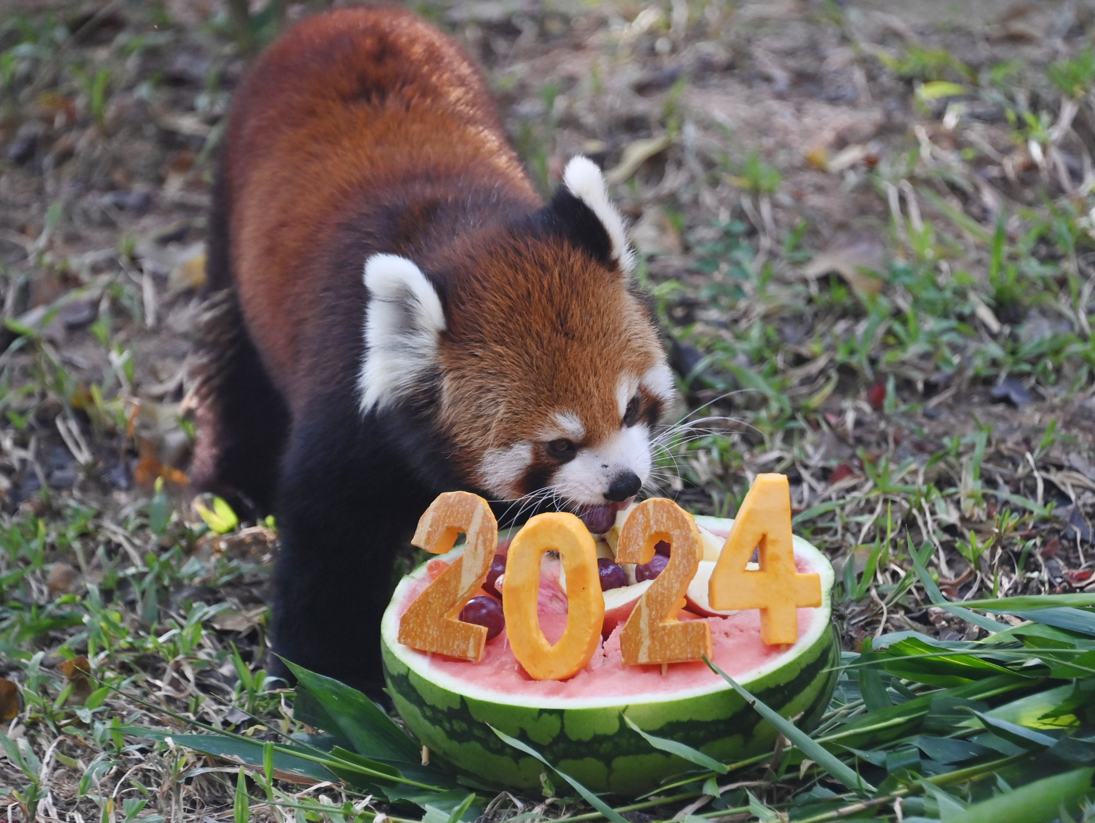 深圳野生动物园动物乐享“2024新年大餐”