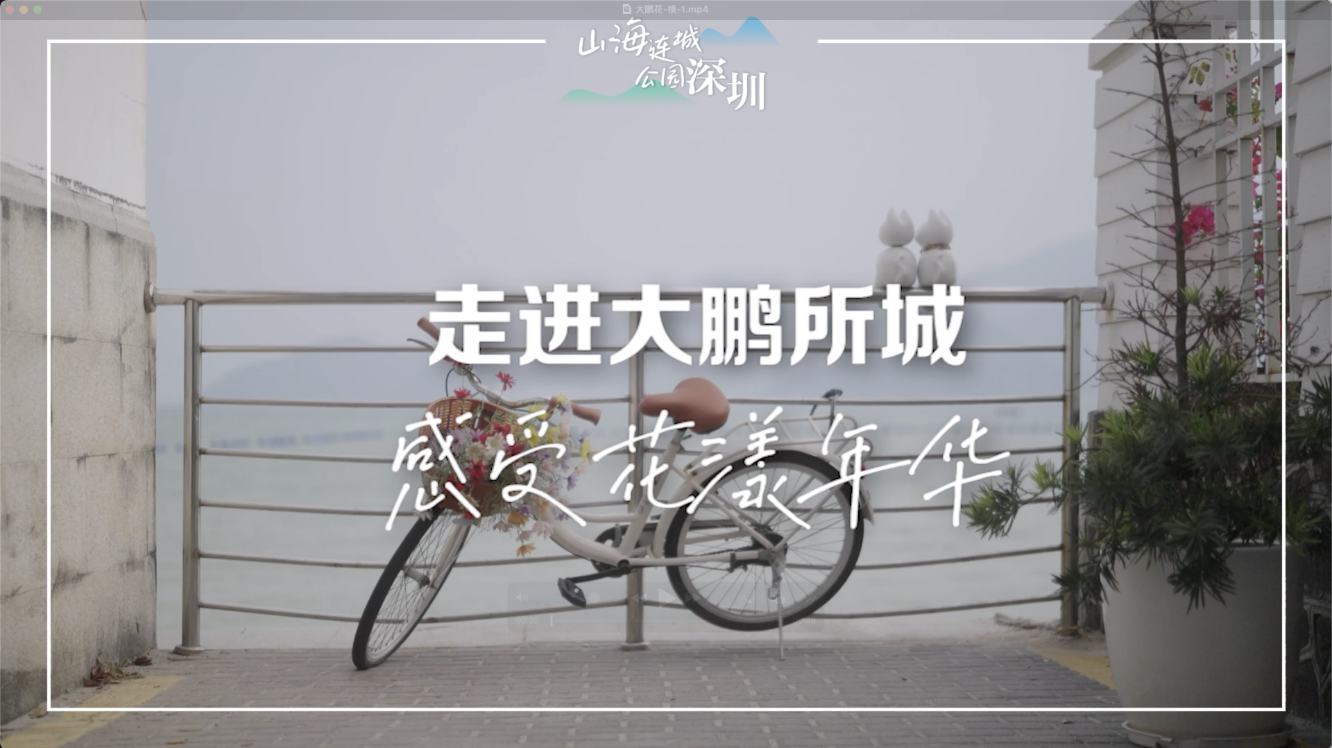 走进大鹏所城，感受花漾年华