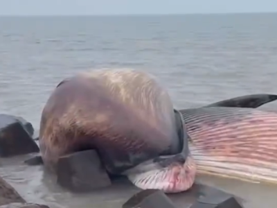 汕头海岸发现一具鲸鱼尸体，会“鲸爆”吗？最新消息→