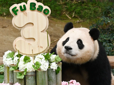 大熊猫“福宝”将于今年4月回国，在韩三年被宠成“顶流小公主”