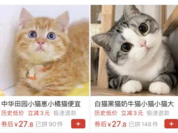 网购平台上的活体销售：小猫小狗怎么进了快递盒？