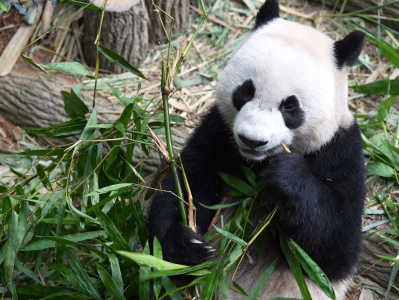 欢迎回家！大熊猫叻叻今天启程从新加坡返回中国