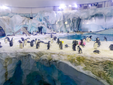 全国最大企鹅繁育保育基地传来喜讯！20只新生阿德利企鹅破繁育记录