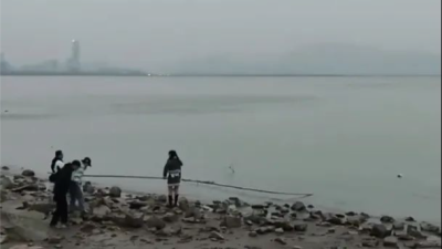 深圳湾一海鸥疑似溺水？他们出手了！