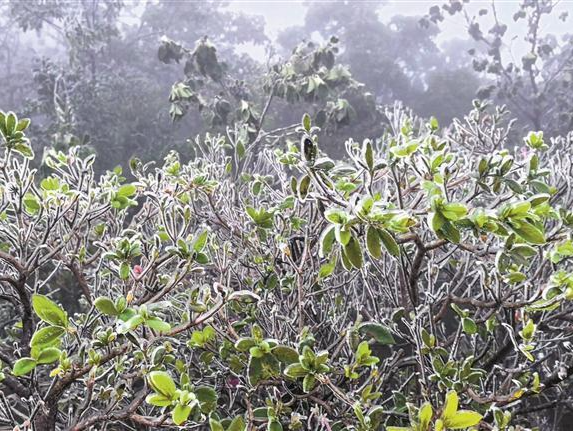 一夜寒潮来 万树梨花开：“雨凇”惊现梧桐山