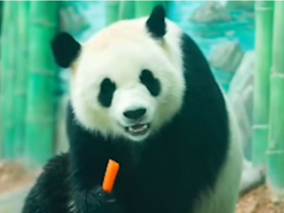 大熊猫“喜悦”遭幼童投掷空塑料瓶，监护人被严肃警告