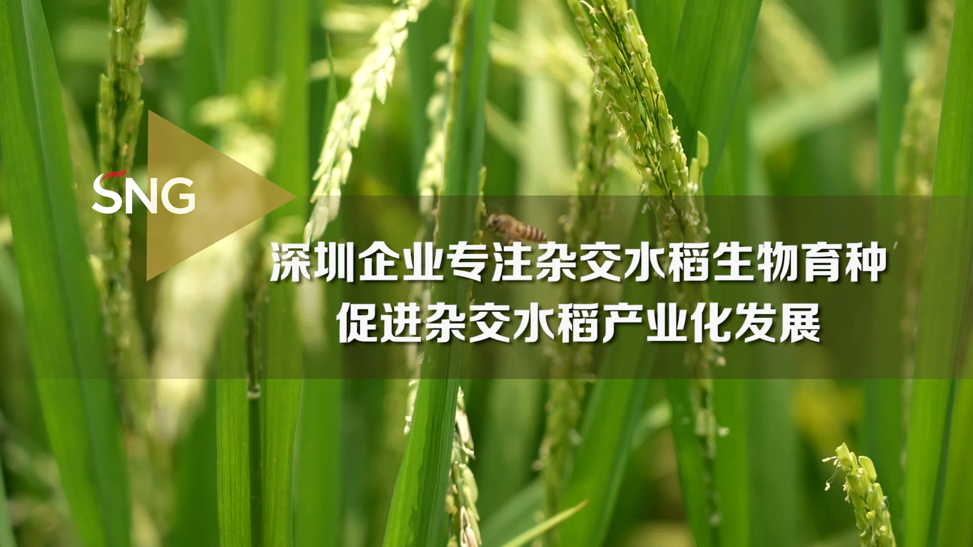 深圳企业专注杂交水稻生物育种 促进杂交水稻产业化发展